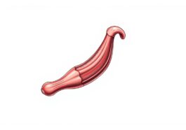 Penis